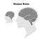 Comparison of the size and characteristics of the brain and head of an adult and a newborn. Silhouette. Flat design