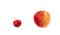 Comparison of a small red paradise apple and a large orange. Partners, competitors, the boss and the loyal.