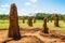 comparison of termite mounds built by different species