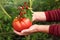Comparison of tomato size large and small. A farmer holds a large tomato in his hands