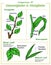 Comparisons Of Monocotyledon and dicotyledon