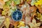 Compass on the background of fallen autumn leaves