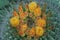 Compass Barrel Cactus Flowers and buds