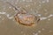 Compass jellyfish at the beach