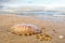 A compass jellyfish on the beach. North Holland dune reserve, Egmond aan Zee, Netherlands