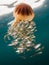 Compass Jellyfish, Chrysaora hysoscella and baitfish