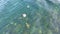 Compass jellyfish ,Chrysaora hysoscella, swimming in County Donegal - Ireland