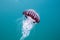 Compass-jellyfish Chrysaora hysoscella swimming in open water.