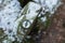 Compass placed on a rock in the forest. Winter season. Space for text.