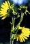 Compass Plant Backlit   17600