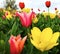 Compete with each other for beauty of looks Tulip