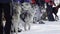 Competition in sled dog racing and skijoring