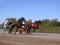 Competitions horses trotting breeds Novosibirsk racetrack horse and rider