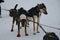 Competitions of sports dogs. One dog wears special hat and a slipper. Two sled dogs in harnesses and collars Alaskan