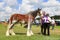 A competitor shows her horse at a show