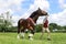 A competitor shows his horse at a show