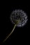 Complete dandelion seed head, close up against a blcak background