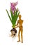 Complete hyacinth with petals and onion is carried by a wooden figure