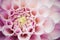 Complete picture of flower dahlia