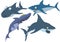 The complete set of sharks