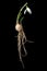 Complete single snowdrop with flower, leaves, roots and onion