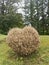 Completely defoliated and dried boxtree