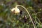 Almost completely dried sunflower with dark brown shriveled leaves looking sadly towards ground instead of sun surrounded with