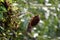 Completely dried sunflower with dark brown shriveled leaves looking sadly towards ground instead of sun surrounded with other