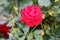 Completely open blooming dark red rose with dense petals surrounded with multiple rose buds and green leaves