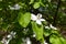 Completely opened white flowers of quince in May