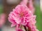 Complex flap peach blossoms in spring