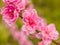 Complex flap peach blossoms in spring