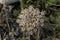 Complex Flower of Queen Anne`s Lace aka Wild Carrot with Pink Tint