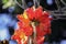 Complex red corollas of flowers of the liriodendron, or Tulip tree close-up