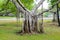 Complex root of banyan tree