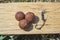 Complex-T Boilies with fishing hook. Fishing rig for carps, boilie rig, near the lake on a piece of wood