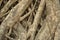 Complex textured pattern of banyan root background