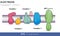 Components of electron transport chain of mitochondria having role in oxidative phosphorylation and chemiosmosis