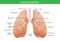 Components of human lung