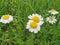 Compositae or Roman chamomile The Roman chamomile contains mainly sesquiterpene lactones, mainly nobilin.