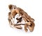 Composite of hen of the woods, or maitake mushrooms isolated on white background