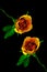 Composite image of hybrid topaz yellow roses on dark background 