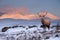 Composite image of red deer stag in Majestic Alpen Glow hitting mountain peaks in Scottish Highlands during stunning Winter