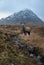 Composite image of red deer stag in Majestic landscape Winter portrait ofn Stob Dearg Buachaille Etive Mor mountain and snowcapped