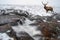 Composite image of stunning red deer stag in Winter landscape in Scottish Highlands with River caoe in foreground