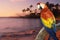 Composite panoramic image of a colorful parrot and coastline in Hawaii at sunset