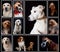 Composite picture with purebred dogs