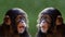 Composite Portrait of Baby Chimpanzees