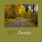 Composite of protect our forests text and tranquil view of empty road amidst trees in woods