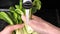 Composite of several close-up slow motion video shots of woman washing Chinese cabbage